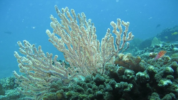 Arrecifes de Coral en Cabo Pulmo